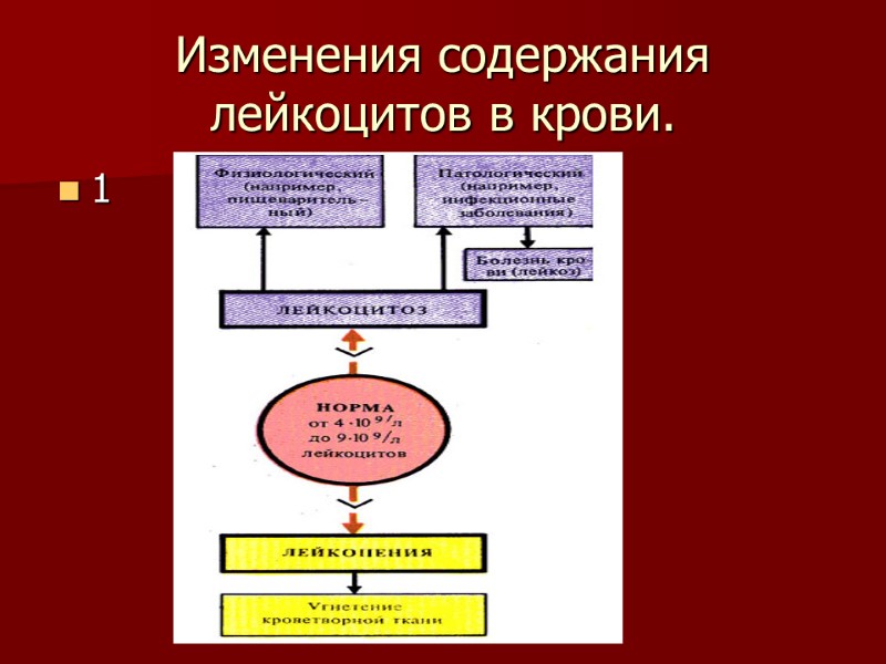 Изменения содержания лейкоцитов в крови. 1